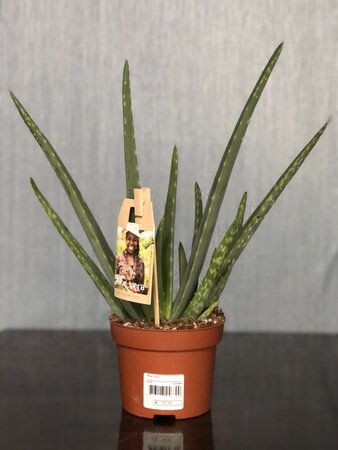 Aloe vera