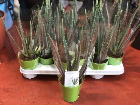 Aloe vera