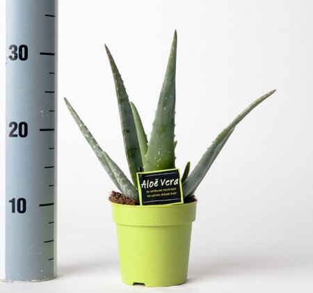 Aloe vera