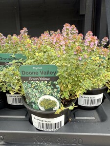 Alpine Mix - image 4