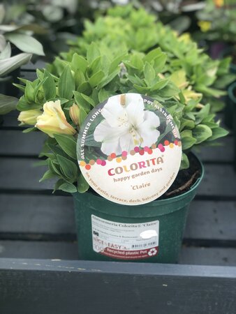 Alstroemeria Colorita® 'Claire'