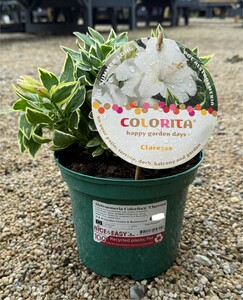 Alstroemeria Colorita® 'Claressa'