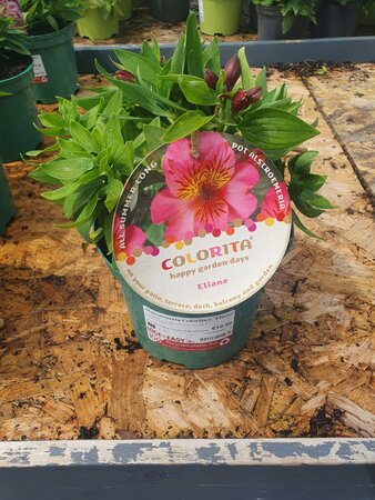 Alstroemeria Colorita® 'Eliane'