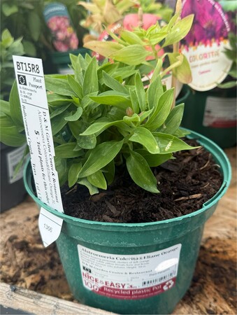 Alstroemeria Colorita®Eliane Orange