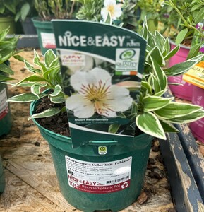 Alstroemeria Colorita® 'Fabiana'