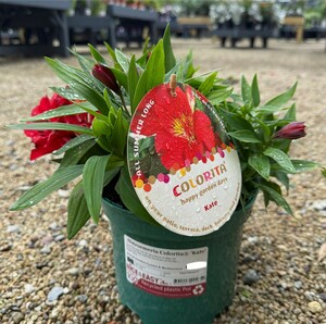 Alstroemeria Colorita® 'Kate'
