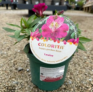 Alstroemeria Colorita® 'Louise'