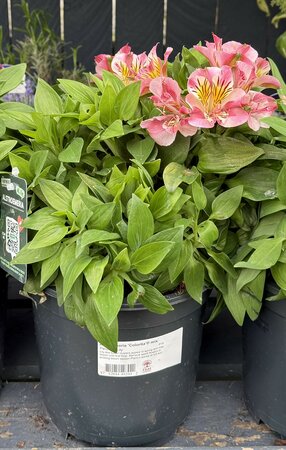 Alstroemeria 'Colorita'® mix - image 2
