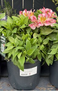 Alstroemeria 'Colorita'® mix - image 2