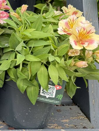 Alstroemeria 'Colorita'® mix - image 3