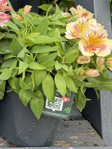 Alstroemeria 'Colorita'® mix - image 3