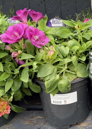 Alstroemeria 'Colorita'® mix - image 1