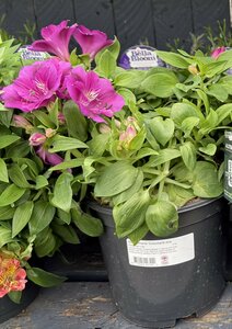 Alstroemeria 'Colorita'® mix - image 1