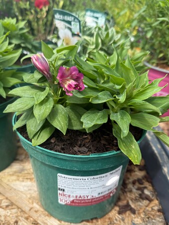 Alstroemeria Colorita® 'Mulan'