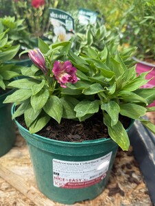 Alstroemeria Colorita® 'Mulan'