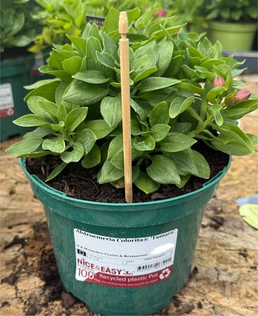 Alstroemeria Colorita® 'Tamara'