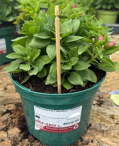 Alstroemeria Colorita® 'Tamara'