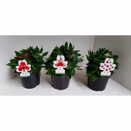 Alstroemeria 'Inca' mix P19