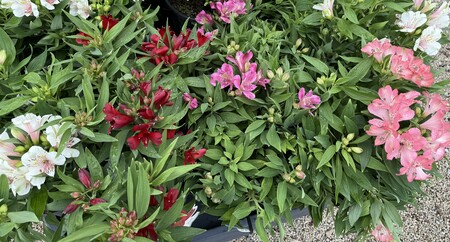 Alstroemeria 'Inca' mix - image 1