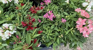 Alstroemeria 'Inca' mix - image 2