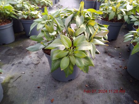 ALSTROEMERIA Indian Summer