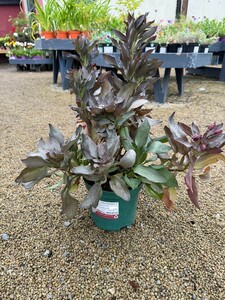 Alstroemeria 'Indian Summer' ®
