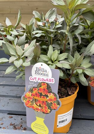 ALSTROEMERIA Indian Summer