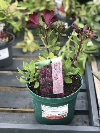 Alstroemeria Inticancha Dark Purple