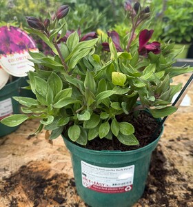 Alstroemeria Inticancha Dark Purple