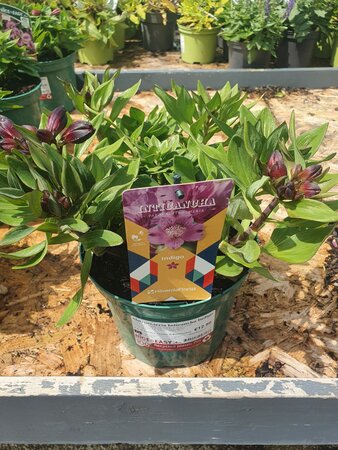 Alstroemeria Inticancha Indigo