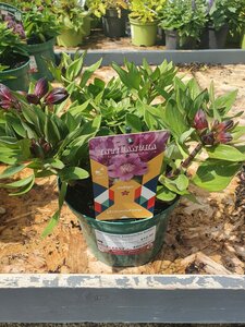 Alstroemeria Inticancha Indigo