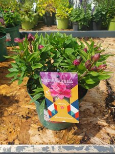 Alstroemeria Inticancha Machu