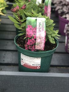 Alstroemeria Inticancha Machu