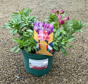 Alstroemeria Inticancha Romance