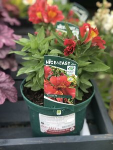 Alstroemeria 'Little Miss Tara'