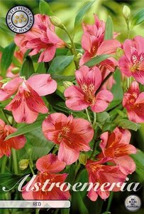 Alstroemeria red