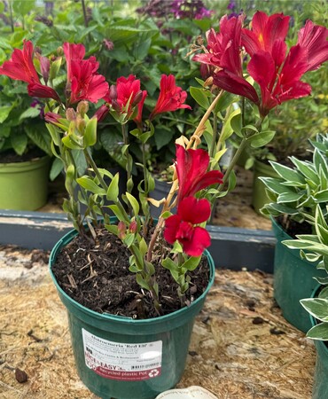 Alstroemeria 'Red Elf' ®