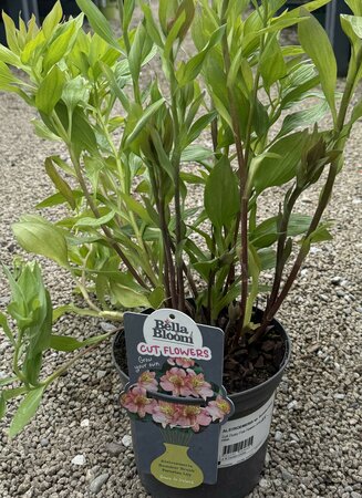 ALSTROEMERIA sp. Summer Break
