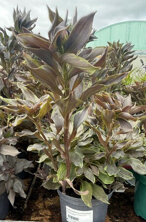 ALSTROEMERIA sp. Summer Breeze - image 2