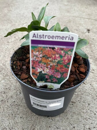 ALSTROEMERIA sp. Summer Breeze