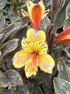 ALSTROEMERIA sp. Summer Breeze - image 2