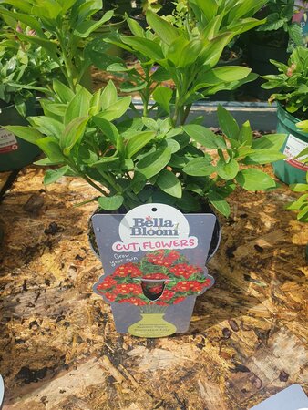 ALSTROEMERIA sp. Summer Pepper