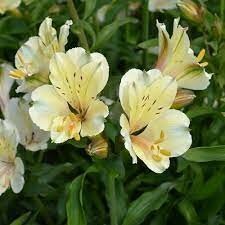 ALSTROEMERIA sp. Summer Snow