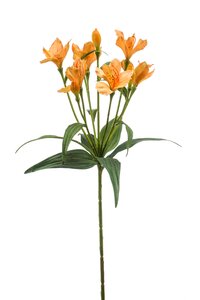 Alstroemeria spray dk yellow 70cm