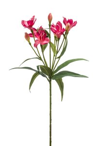 Alstroemeria spray fuchsia 70cm