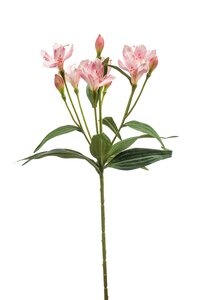 Alstroemeria spray lt pink 70cm