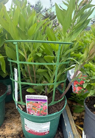 Alstroemeria 'Summer Break' ®