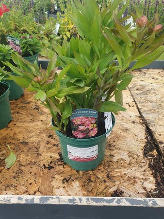 Alstroemeria 'Summer Breeze' ®