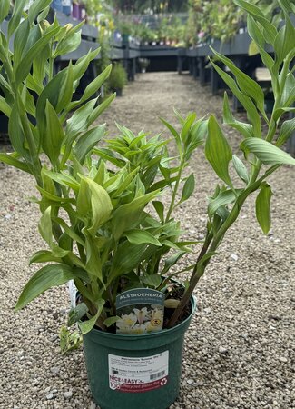 Alstroemeria 'Summer Sky' ®