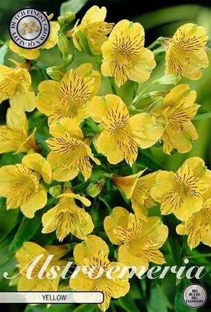 Alstroemeria yellow 
